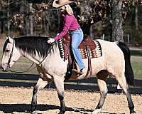 buckskin-quarter-horse