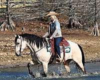 aqha-quarter-horse