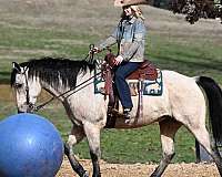 gelding-quarter-horse
