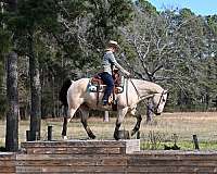 gentle-quarter-horse