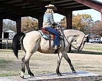 bombproof-quarter-horse