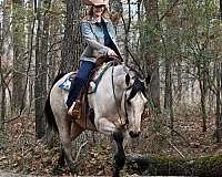 all-around-quarter-horse