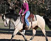 western-quarter-horse