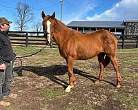 breeding-farm-thoroughbred-horse
