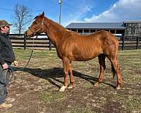 beginner-safe-broodmare