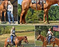 ranch-quarter-horse