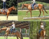 dun-quarter-horse