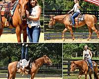 aqha-quarter-horse