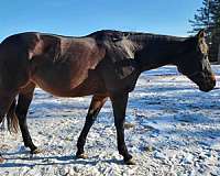 eventing-jumping-appendix-horse