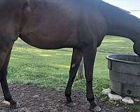 hanovarian-thoroughbred-horse