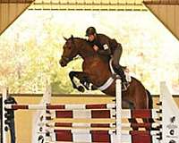 hanovarian-mare
