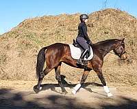 hanoverian-unborn-foal