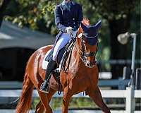 hanoverian-horse-for-sale