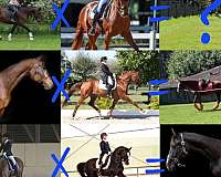 hanoverian-horse