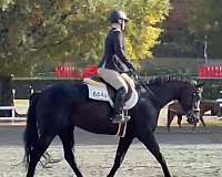none-horse
