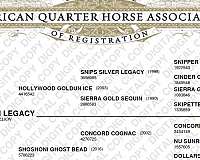 music-mount-quarter-horse
