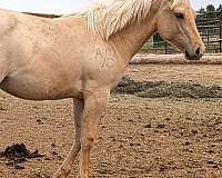 horses-in-montana-quarter