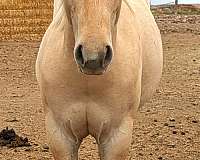 dunalino-roan-horse