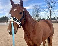 thoroughbred-gelding