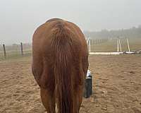 thoroughbred-horse