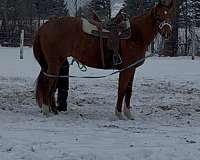 thoroughbred-horse-for-sale