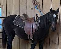 star-horse