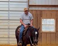 all-around-quarter-horse