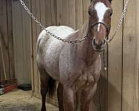star-strip-horse