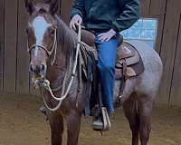 red-roan-star-strip-horse