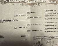 all-around-quarter-horse