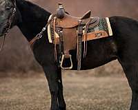 driving-draft-horse