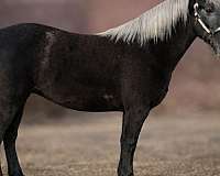 ridden-western-draft-horse