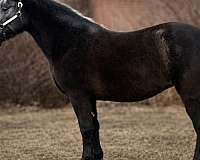 trail-draft-horse