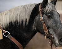 trail-riding-draft-horse