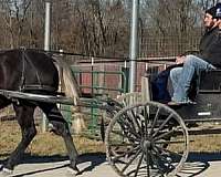 draft-mare
