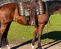 husband-safe-quarter-horse