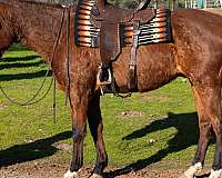 mounted-patrol-quarter-horse