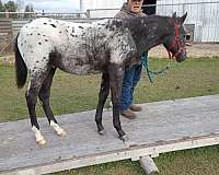 videos-appaloosa-horse