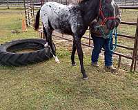gap-stallion