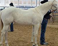 perlino-show-winner-horse