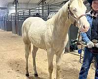 perlino-triple-registered-horse