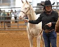 all-around-quarter-horse