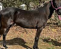 none-horse