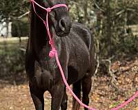 black-none-horse