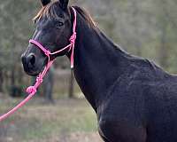 utd-on-most-vaccines-gelding