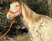 has-coggins-paint-pony