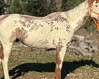 utd-on-most-vaccines-paint-pony