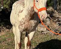 ranch-pony-trained-paint