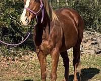 utd-on-most-vaccines-thoroughbred-pony