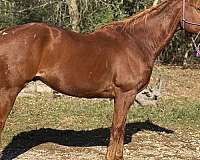 beginner-friendly-thoroughbred-pony